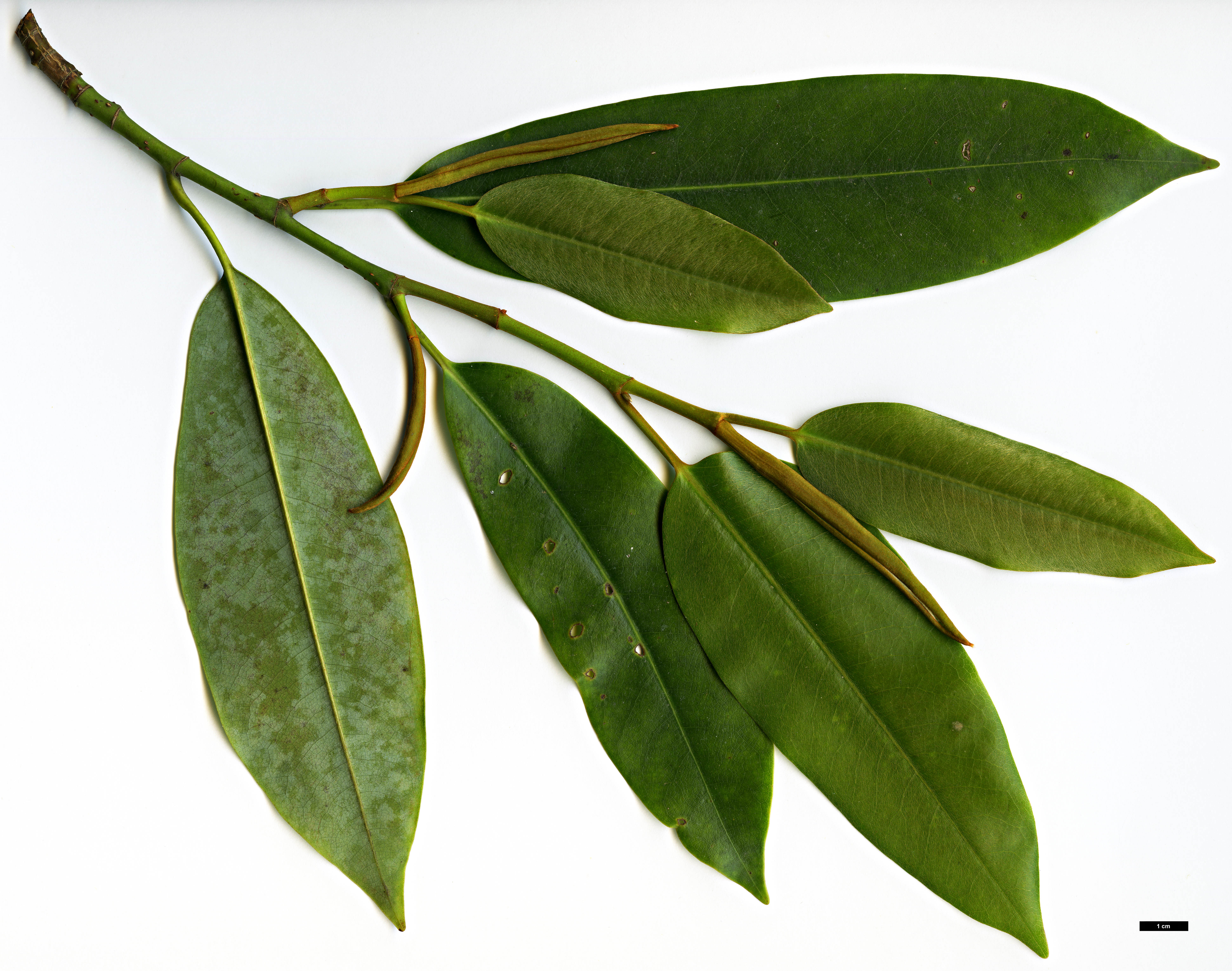 High resolution image: Family: Magnoliaceae - Genus: Magnolia - Taxon: cavaleriei - SpeciesSub: var. platypetala